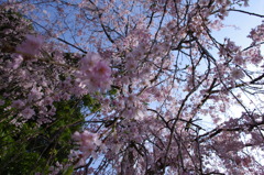 潜入！枝垂れ桜