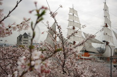 桜海を旅する日本丸
