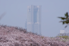 桜からそびえたつランドマーク