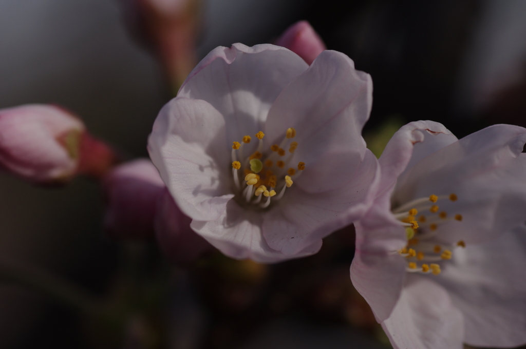 IMGP1277
