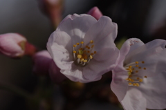 IMGP1277