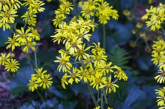 image011