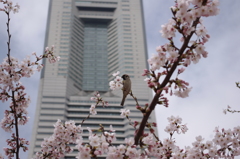 ランドマークの春