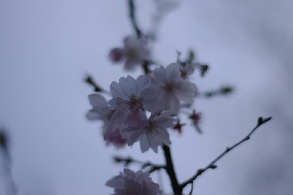 IMGP1345