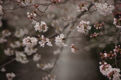 IMGP0930