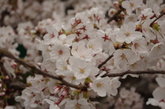 IMGP0948