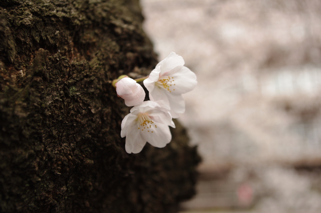 IMGP0983