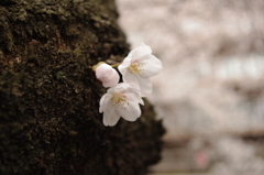 IMGP0983