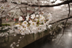 IMGP0902
