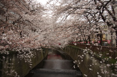 IMGP0969