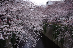 IMGP0909