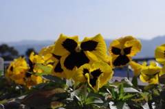 IMGP0439
