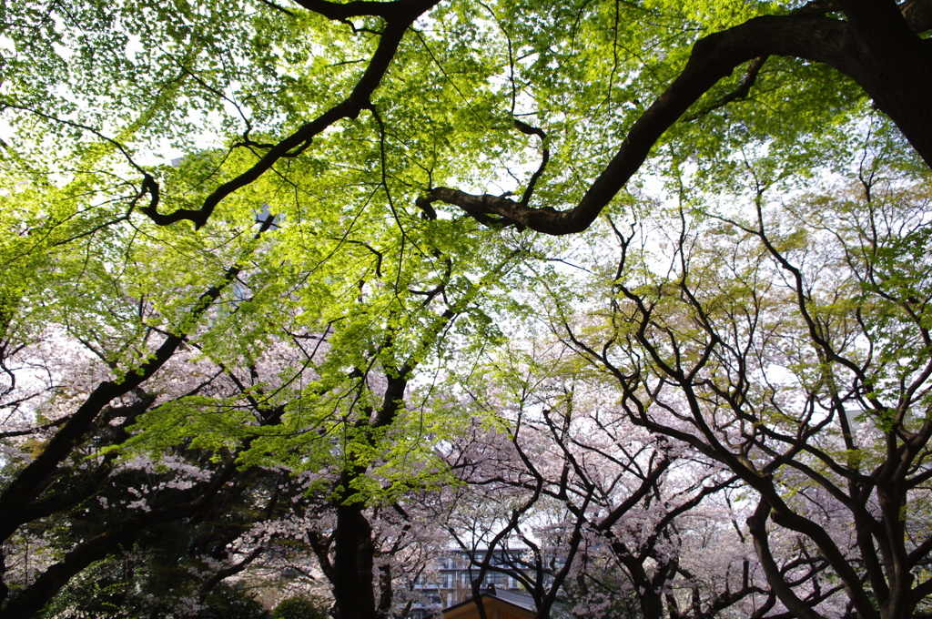 IMGP2897
