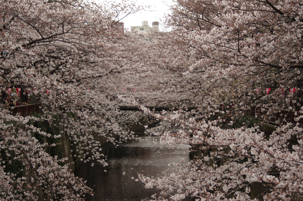 IMGP0907