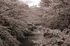 IMGP0907