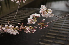 IMGP0981