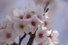中央が赤い桜