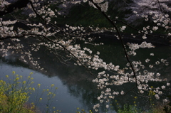菜の桜