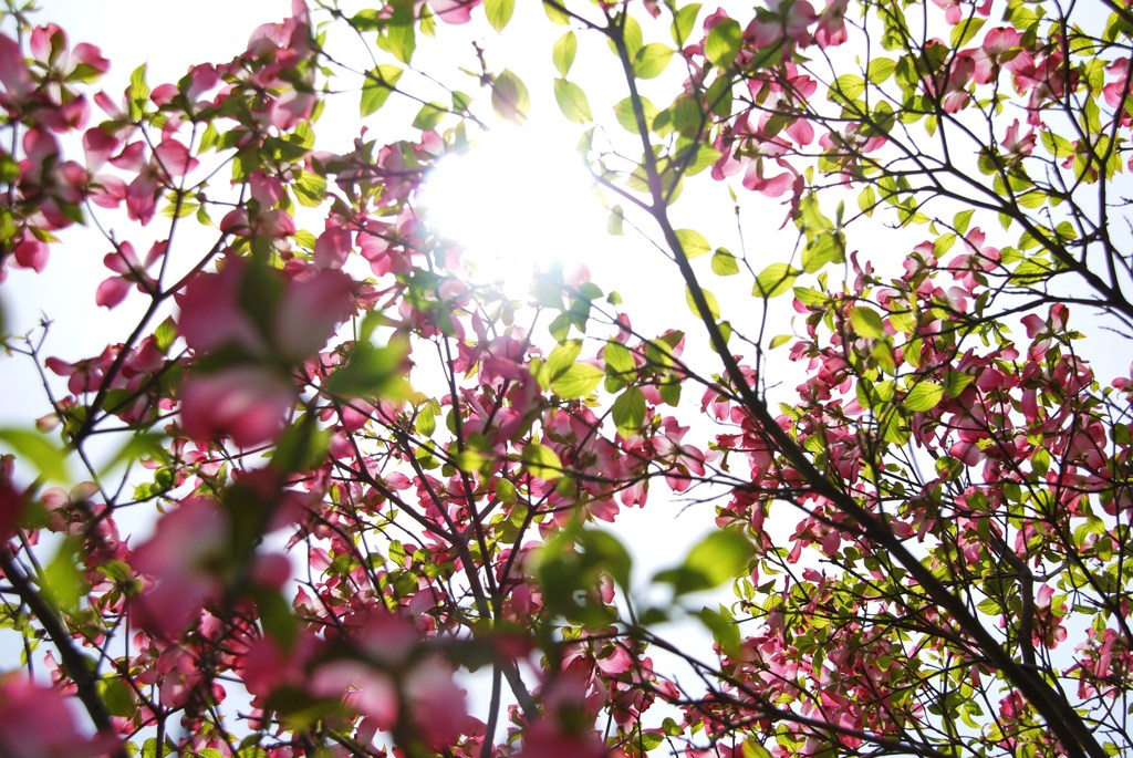紅白～紅～