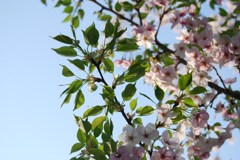 葉桜