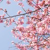 ＳＡＫＵＲＡ