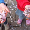 桜の踊り子