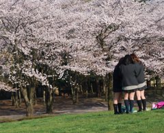 桜の下で友とまた