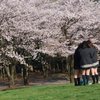 桜の下で友とまた