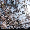 影桜