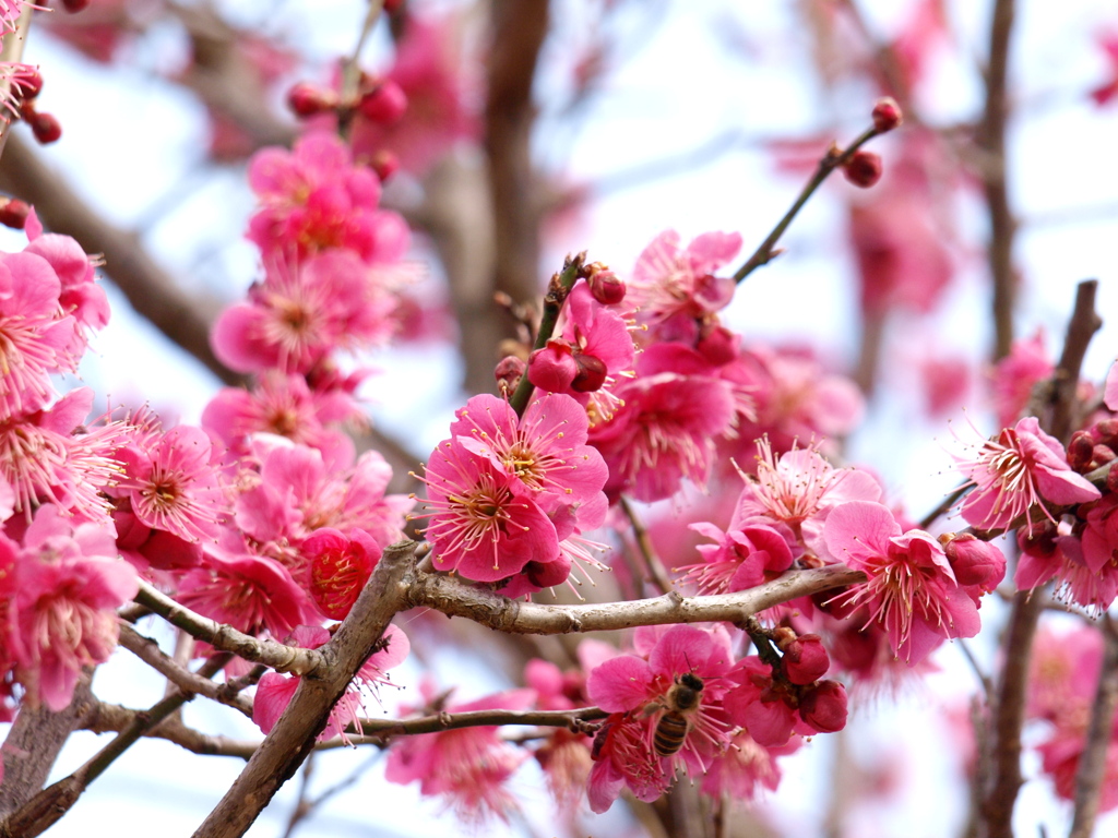 梅と蜂