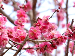 梅と蜂
