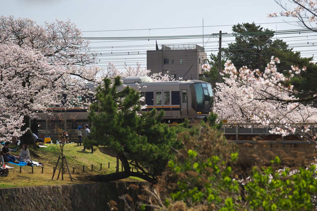 桜のトンネルを抜けて