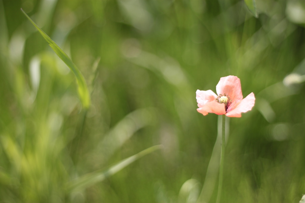 一輪の花