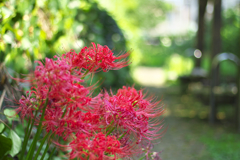 曼珠沙華