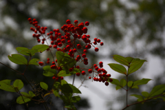 紅い実