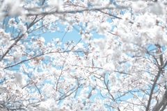 桜空