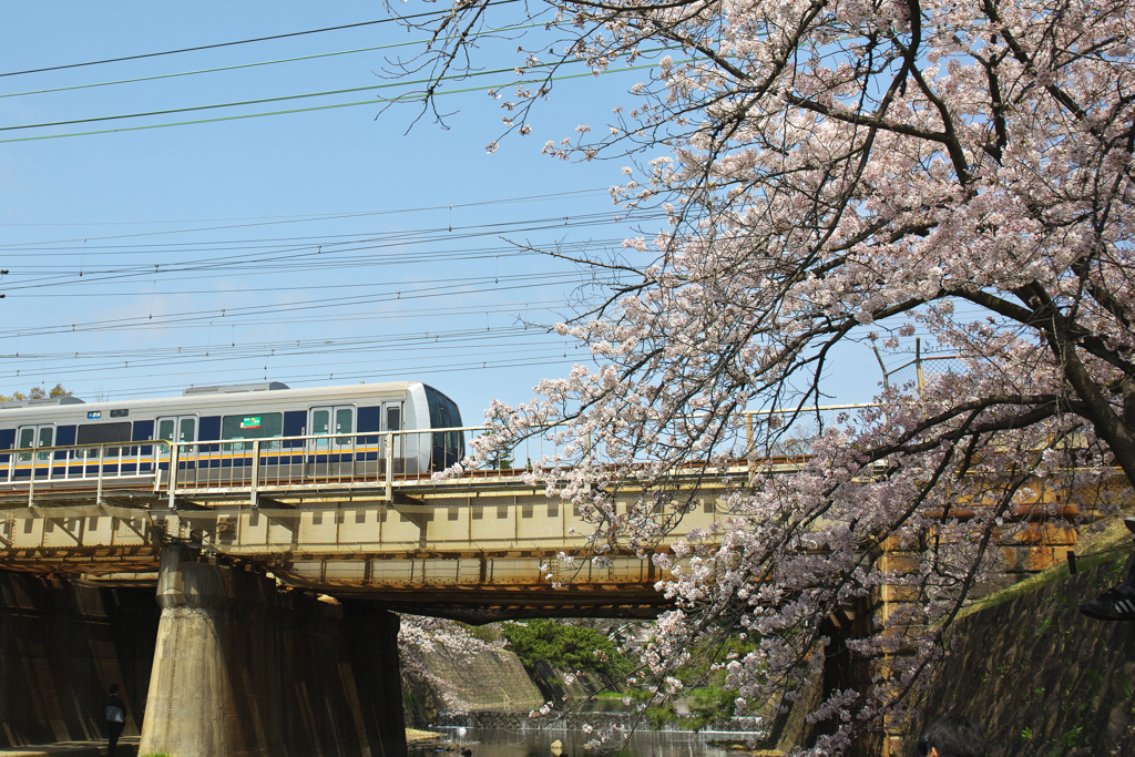神戸線と桜
