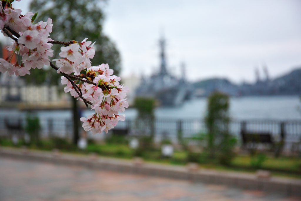 桜と艦