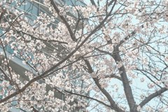 桜と雀