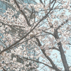 桜と雀