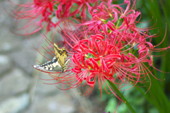 鳳蝶と曼珠沙華