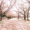 桜の影