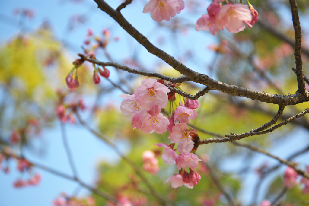こころの花も桜色
