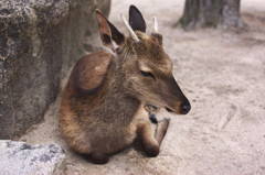 居眠り