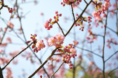 鮮やかな桜