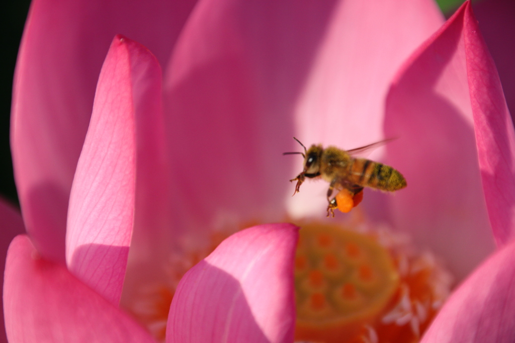 蜜蜂の世界３