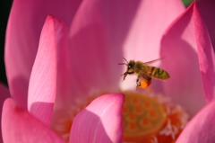 蜜蜂の世界３