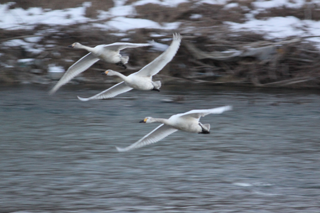 トリプル　ランデブー