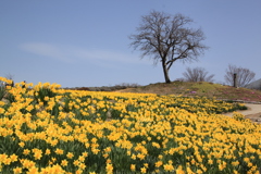 黄色の春　ⅰ