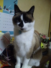 猫～うちのアイドル～２